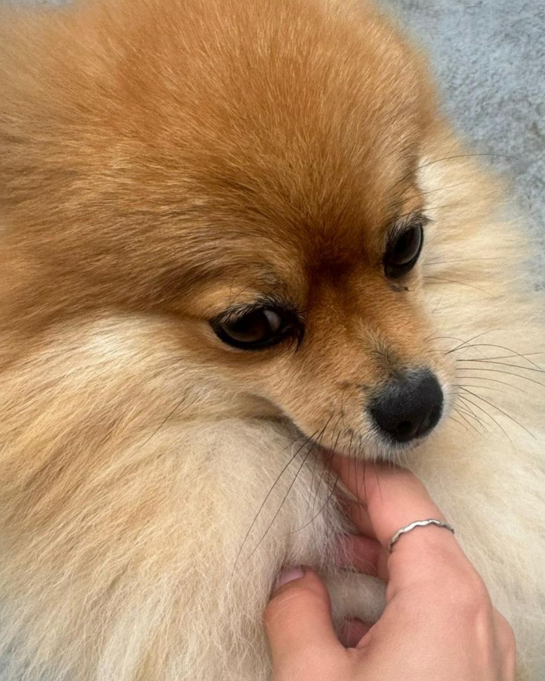 Família pede ajuda para encontrar cachorrinha Penellope