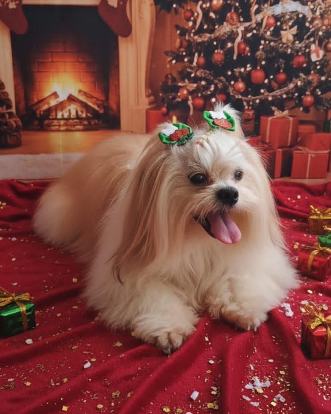 Família pede ajuda para encontrar cachorrinha que fugiu próximo do Corpo de Bombeiros