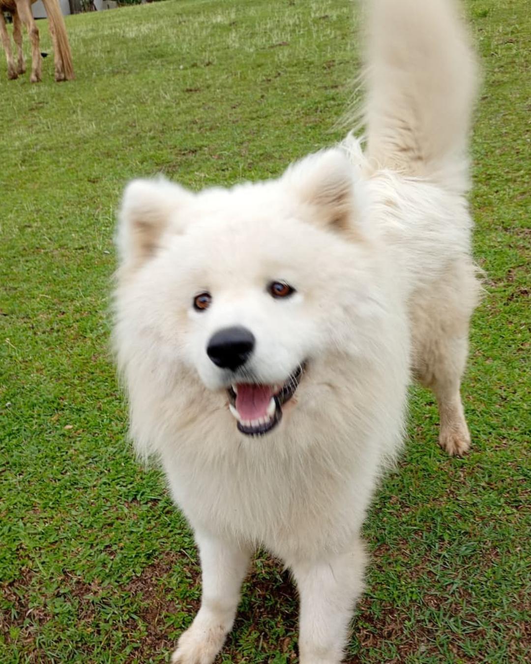 Família pede ajuda para encontrar cachorrinho Apollo que desapareceu no Campina das Pedras