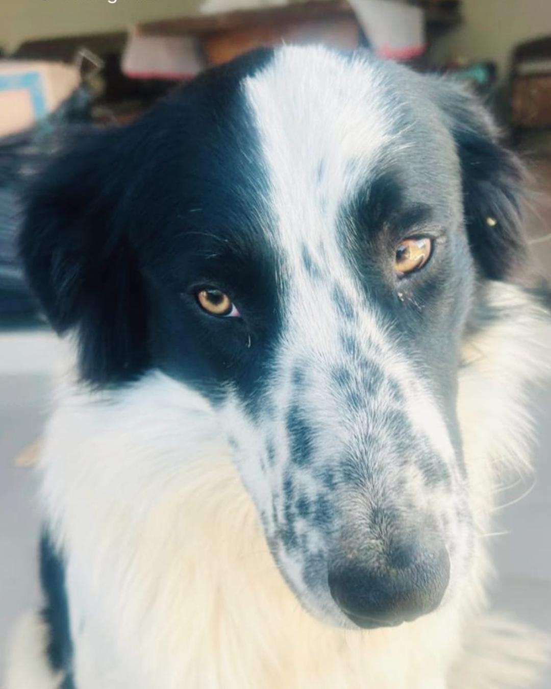 Família pede ajuda para encontrar o Flocos que desapareceu no Taquarova