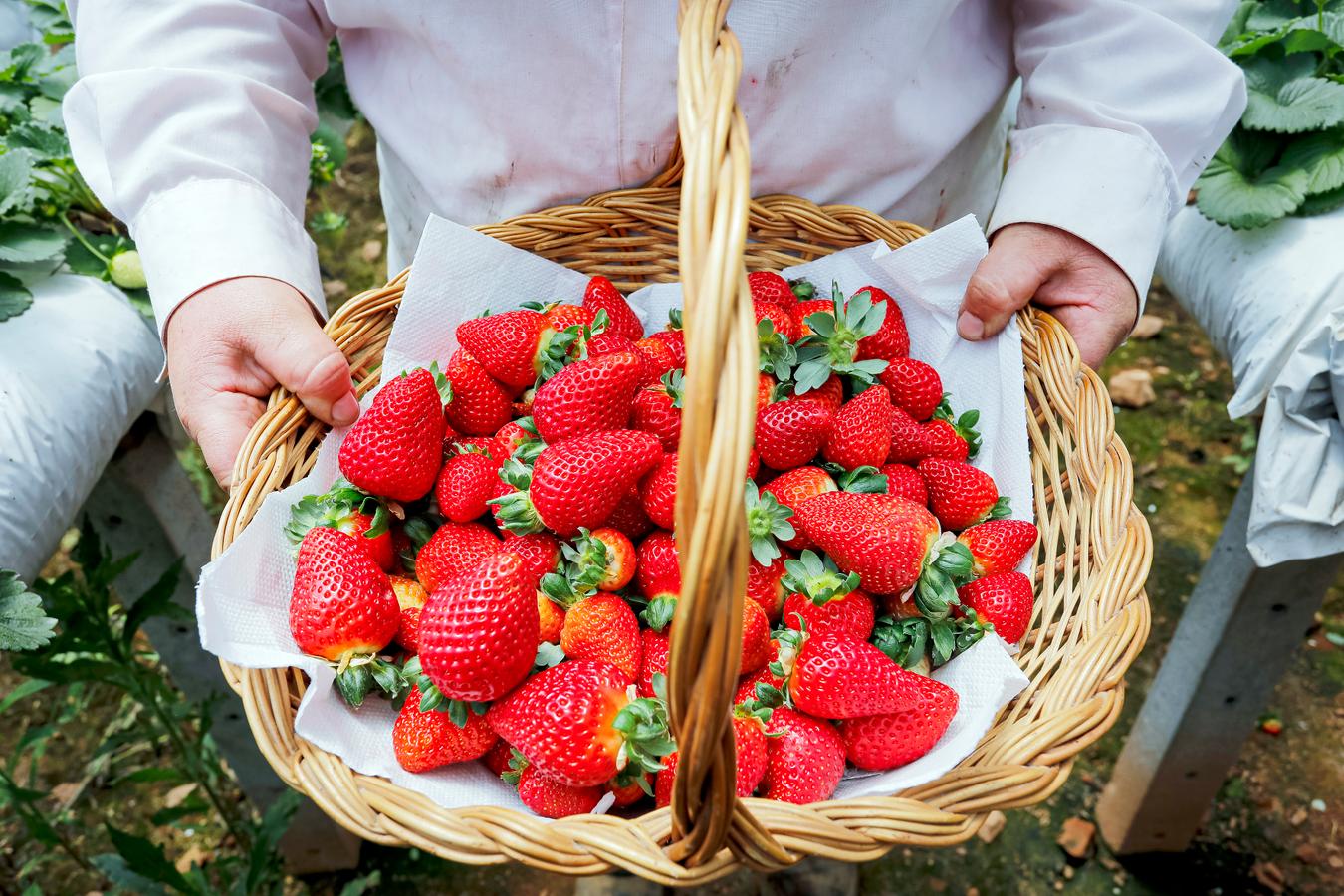 Feira de Sabores das Colônias começa nesta quinta-feira (04)no Parque Cachoeira