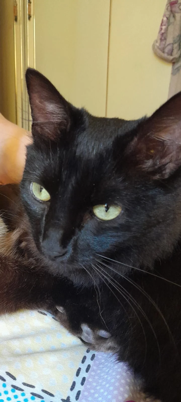 Ajude a encontrar o gatinho Manjiu que desapareceu no Natal