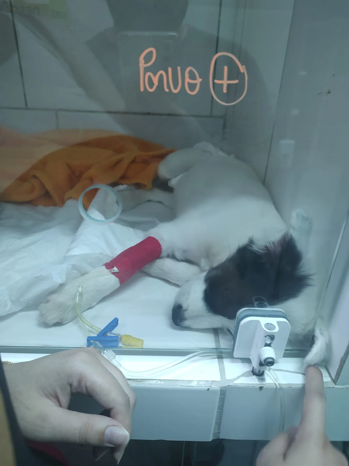 Família organiza rifa para custear tratamento da cachorrinha Pandora