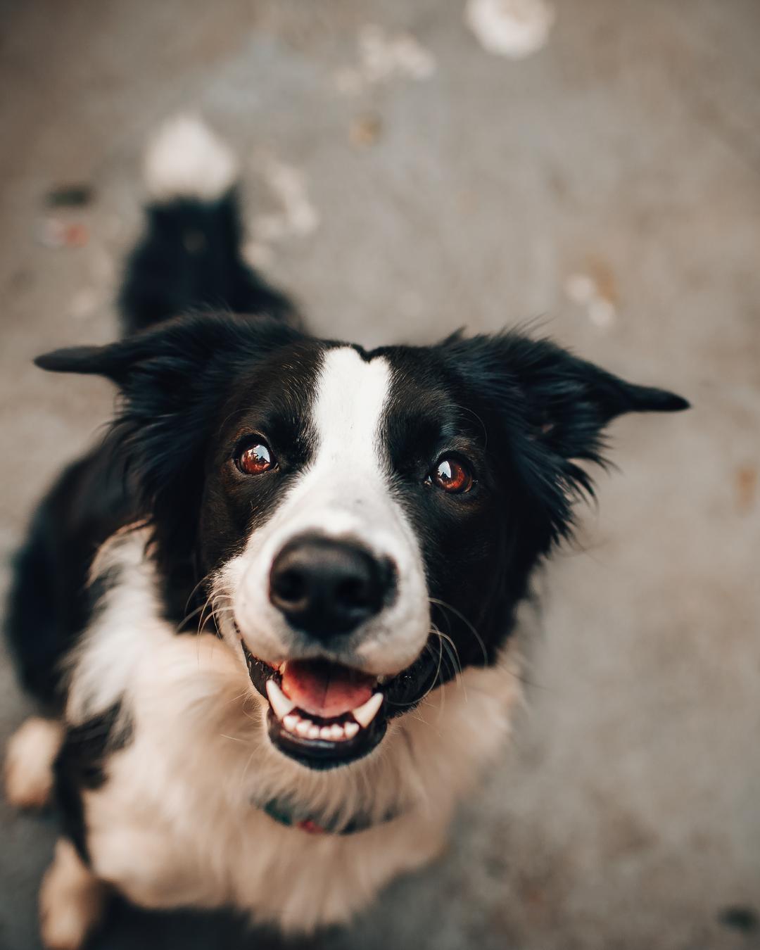 Isidório Duppa: Os nomes dos bichos