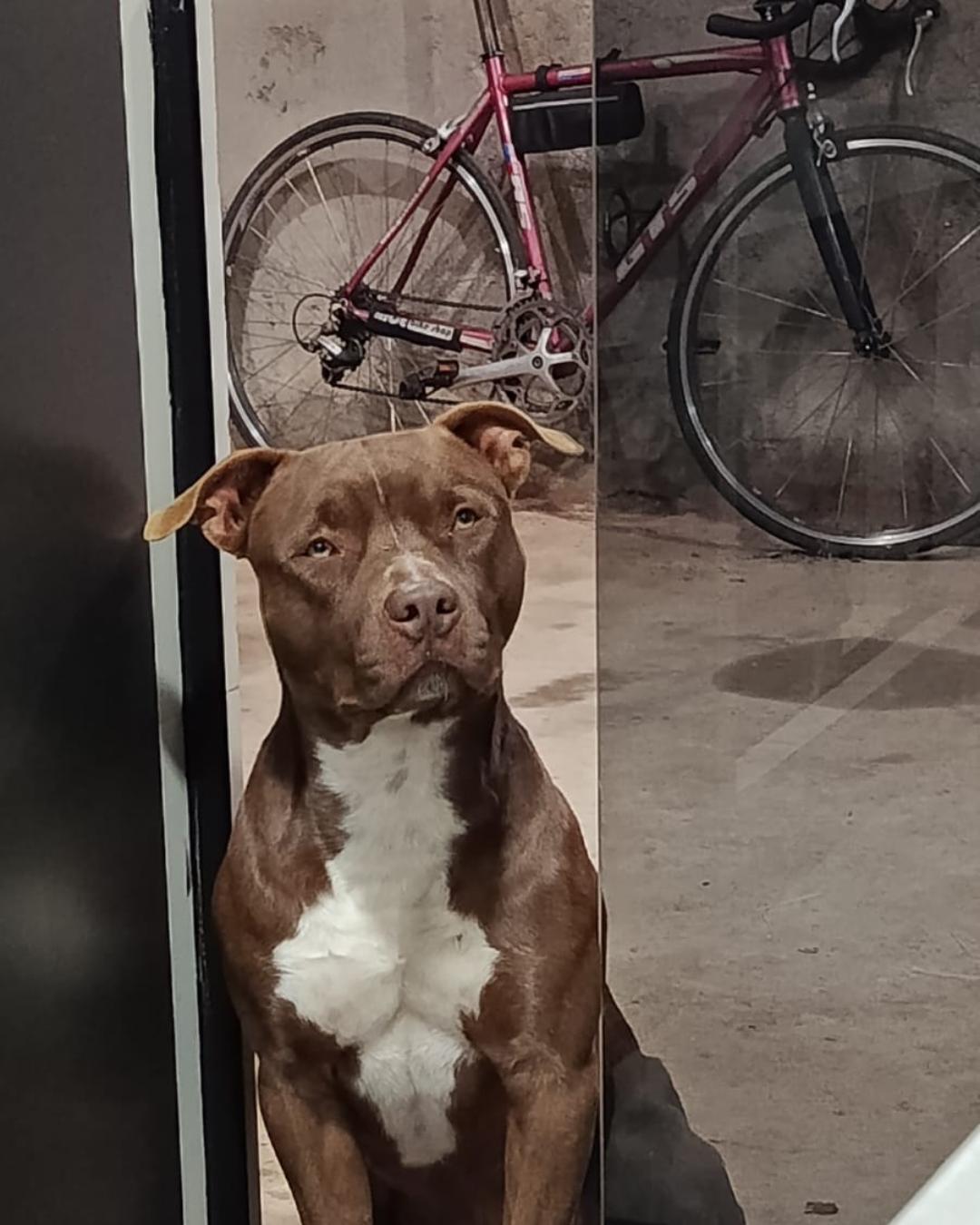 Moradora pede ajuda para encontrar cachorrinho Taurus que desapareceu na região de Rio Verde Acima