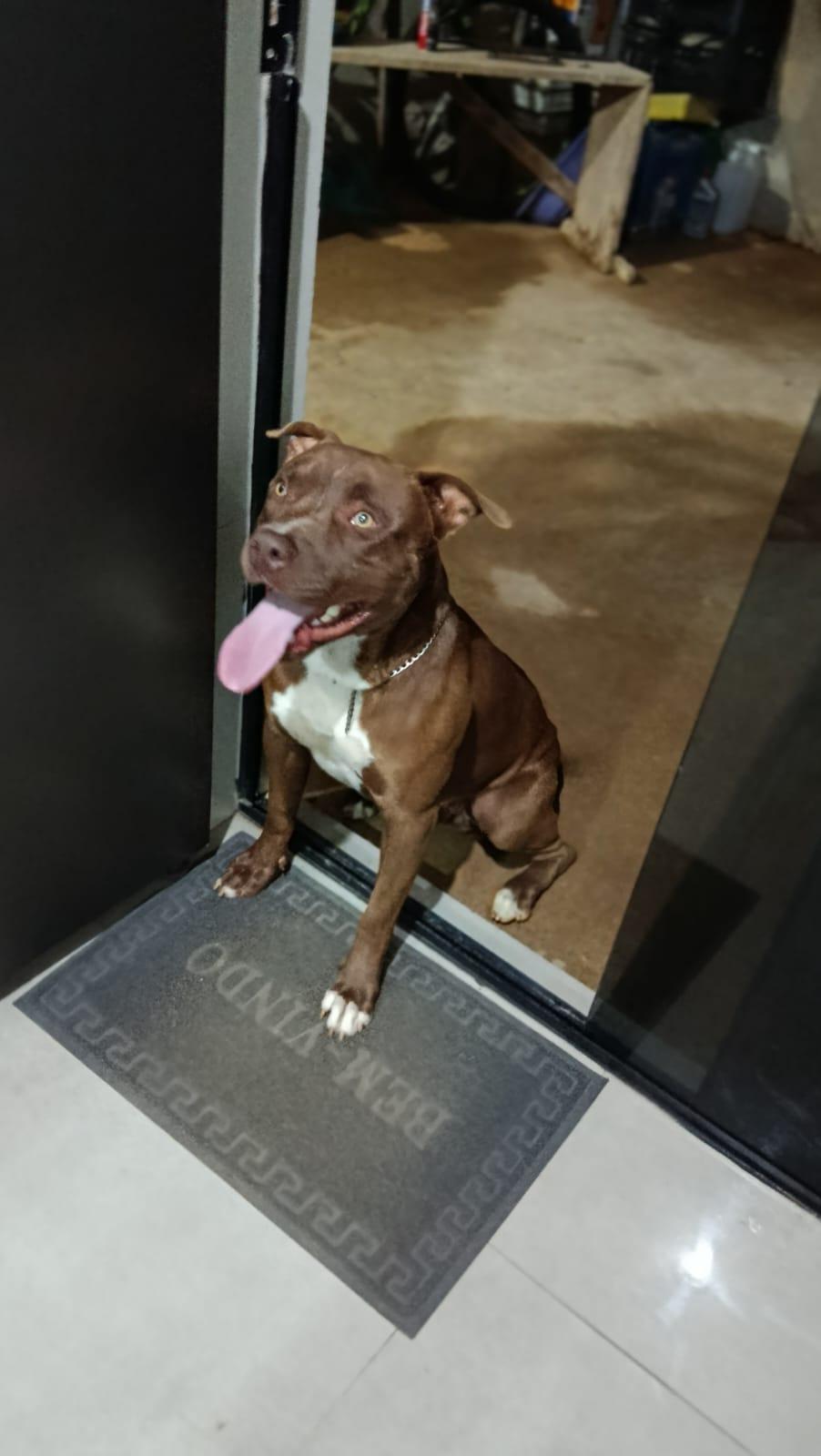 Moradora pede ajuda para encontrar cachorrinho Taurus que desapareceu na região de Rio Verde Acima