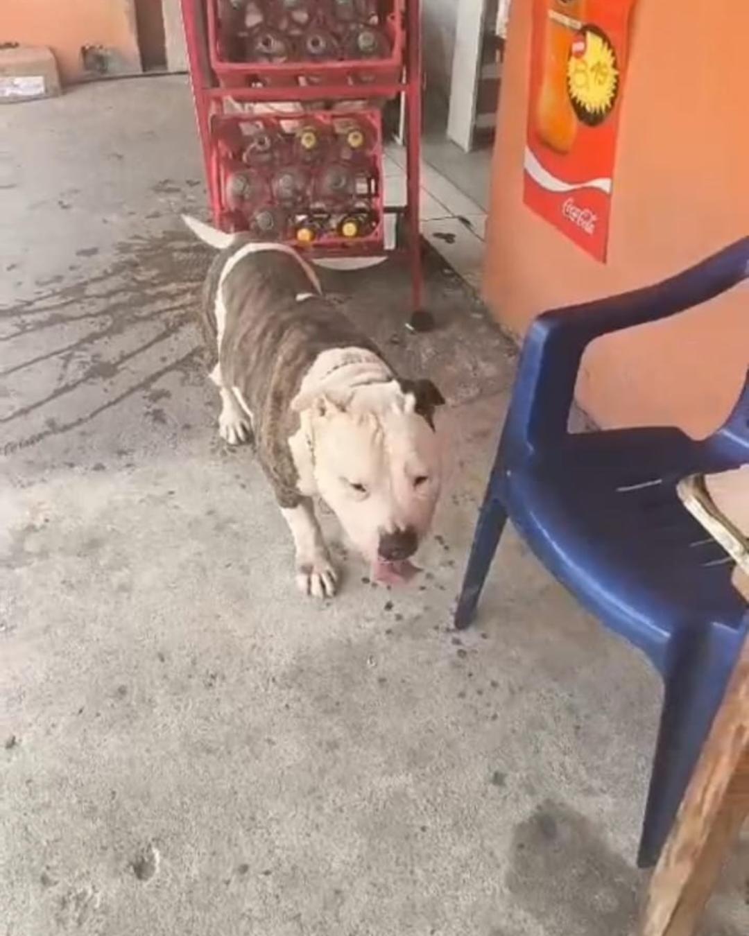 Moradores encontram pitbull perdido e procuram tutores