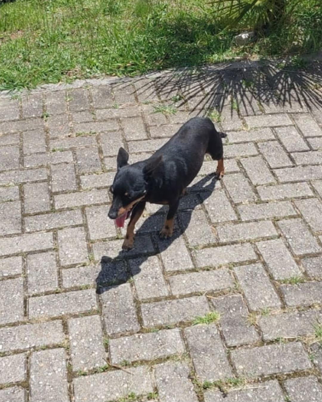 Pinscher é acolhido no Vila Nova e procura tutores
