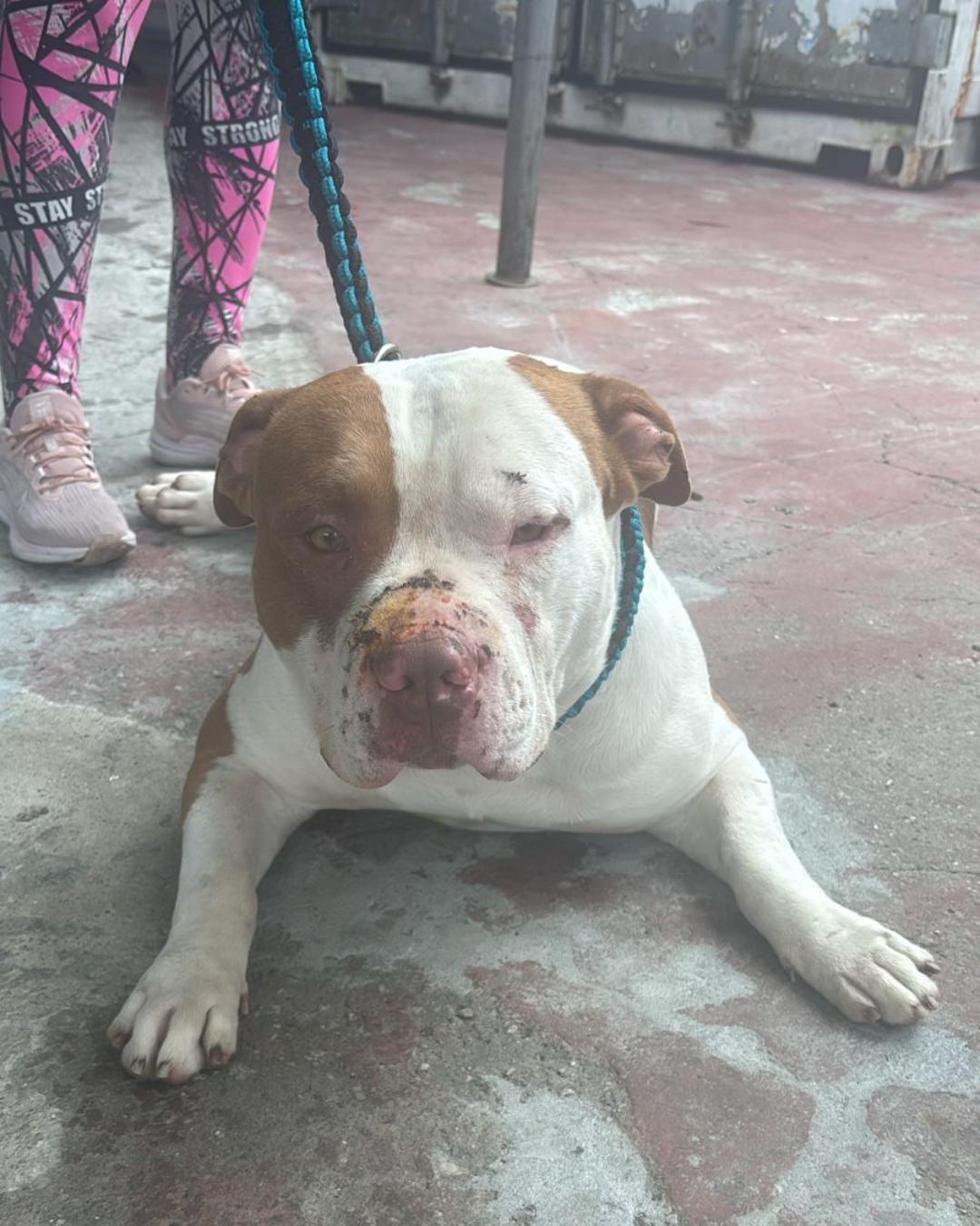 PitBull perdido procura tutores no Costeira