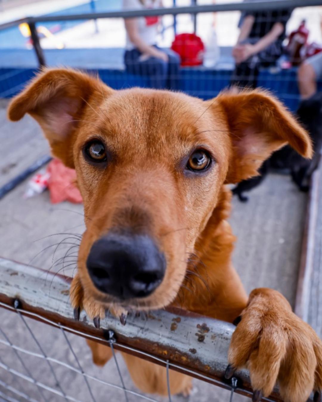 Parque Cachoeira recebe feira de adoção durante a Feira Sabores das Colônias, de 4 a 7 de dezembro