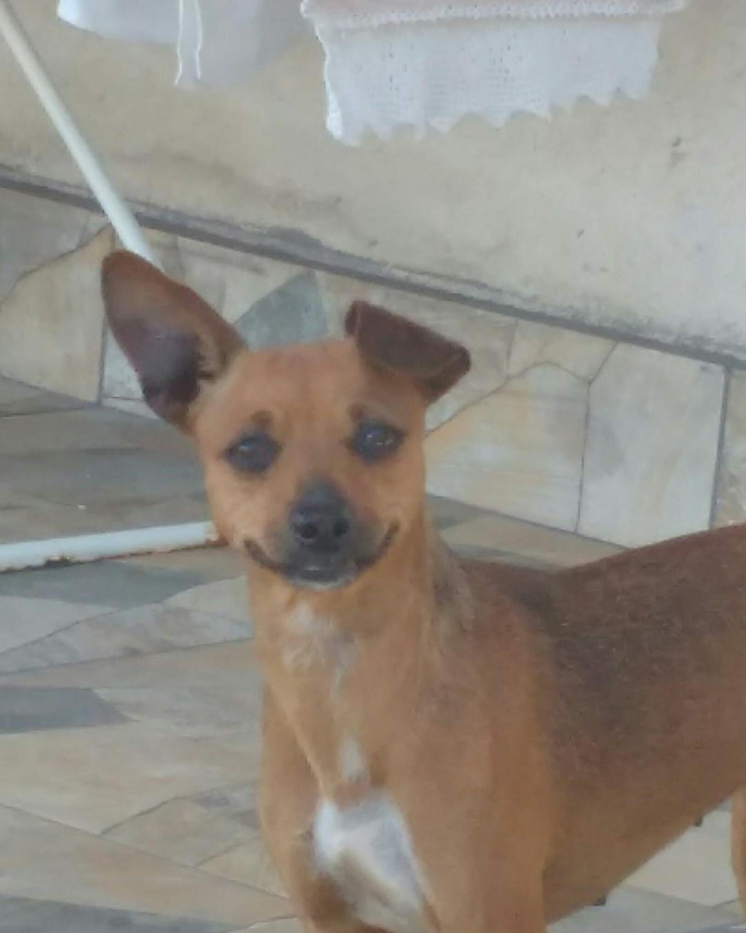 Tutora pede ajuda para encontrar pinscher que sumiu próximo ao Teatro da Praça