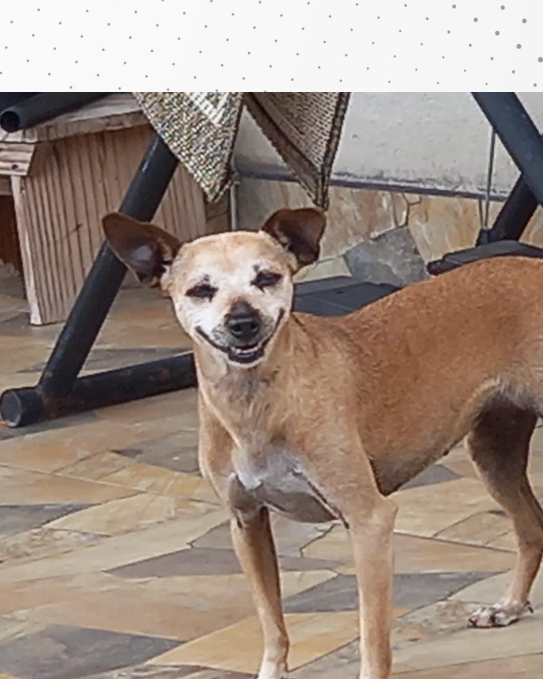 Tutora pede ajuda para encontrar pinscher que sumiu próximo ao Teatro da Praça