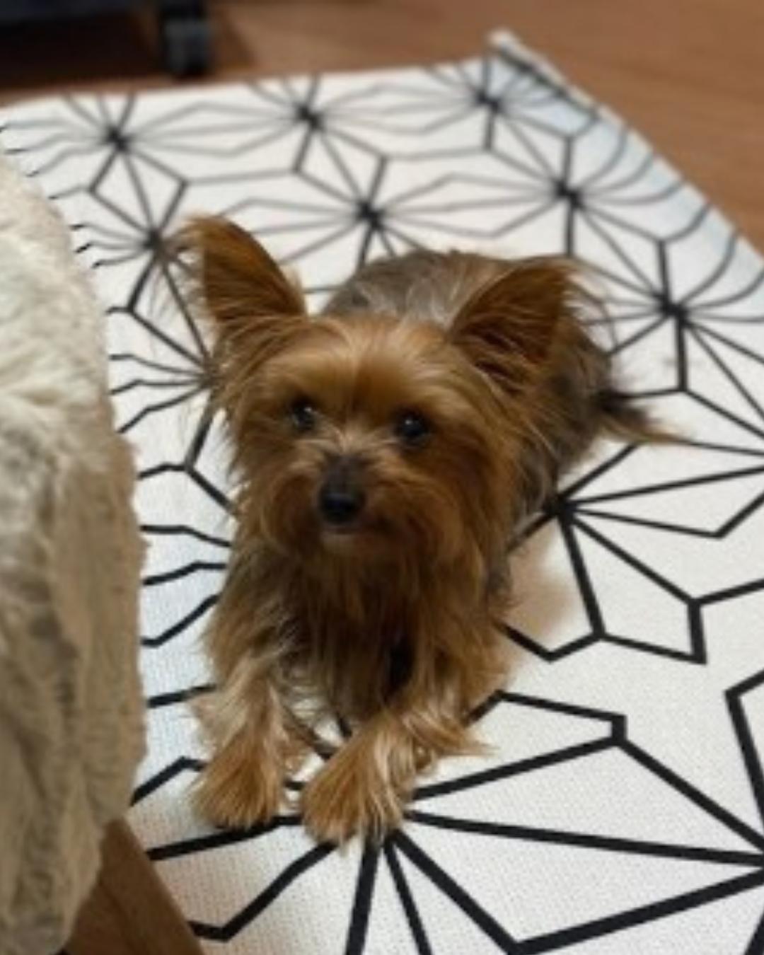 Tutora pede ajuda para encontrar yorkshire idosa que desapareceu no Campina da Barra