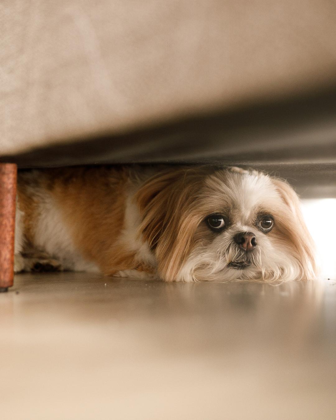 Veterinário orienta tutores sobre os cuidados com os pets no verão e no final do ano