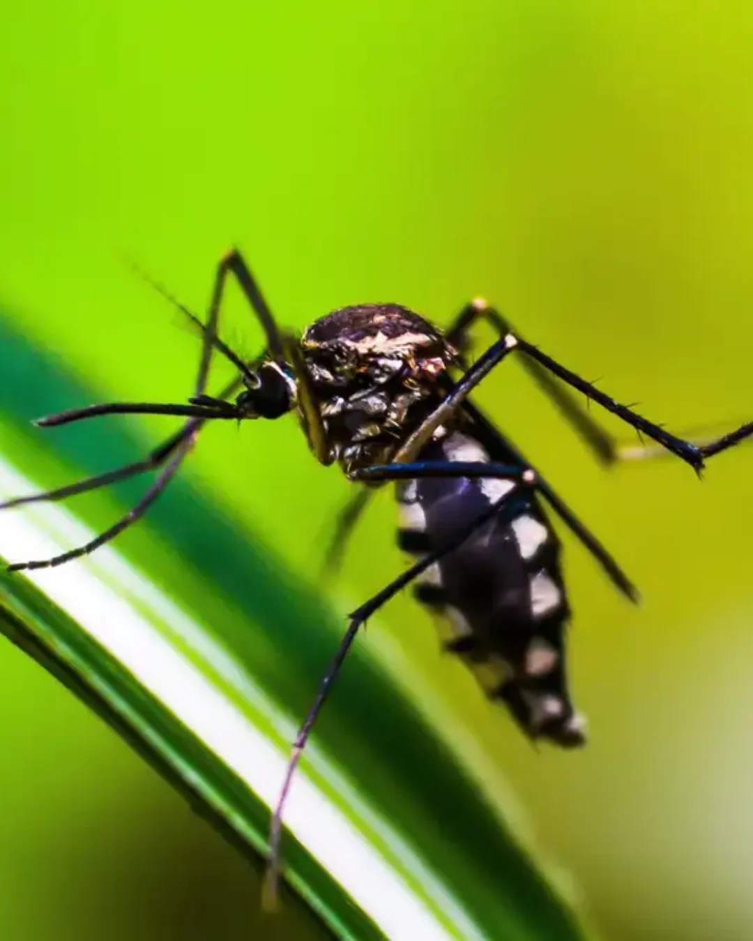 Wolbachia contra a dengue: expansão exige metas públicas, dados abertos e auditoria independente
