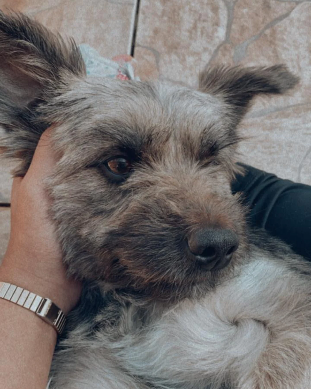 Ajude a encontrar Kiara, cachorrinha desapareceu após se assustar com os fogos