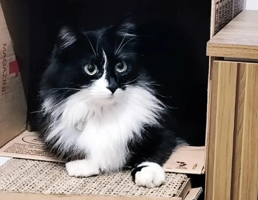 Família pede ajuda para encontrar gatinha desaparecida no Porto das Laranjeiras