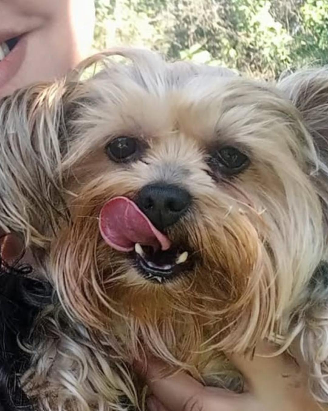 Casal pede ajuda para achar a cachorrinha Bella