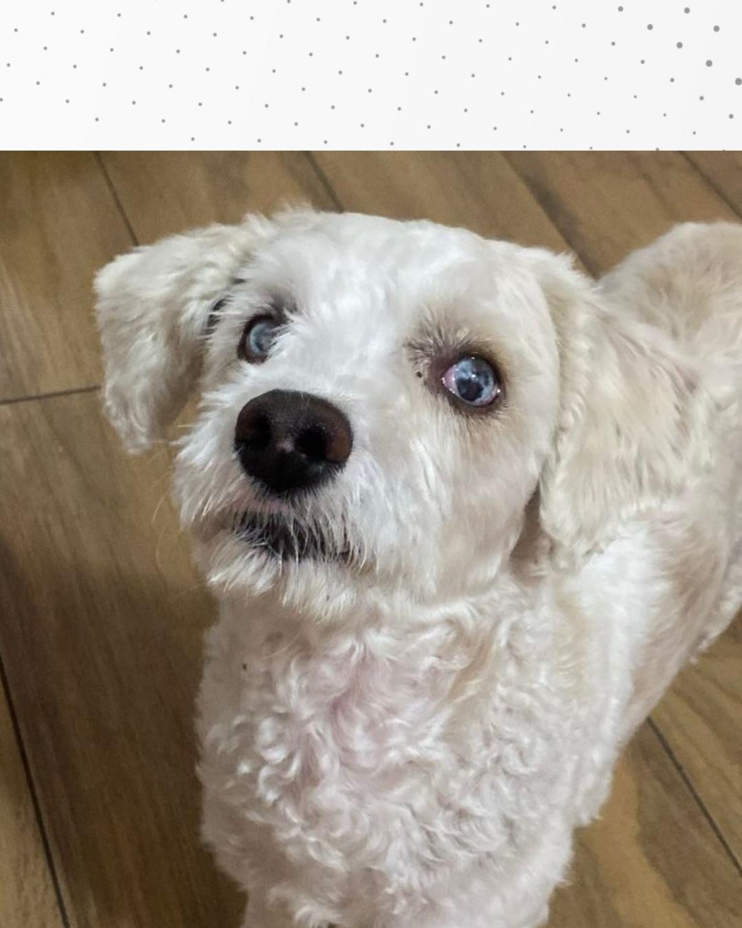 Família pede ajuda par encontrar cachorrinha Margot