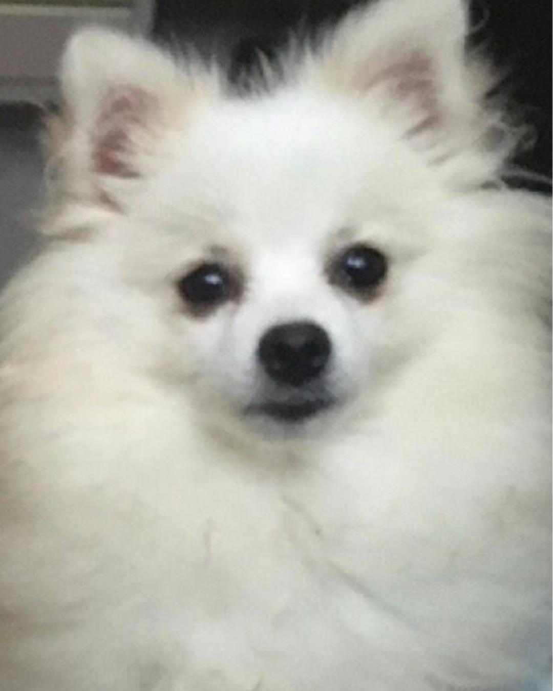 Família pede ajuda para encontrar cachorrinha desaparecida