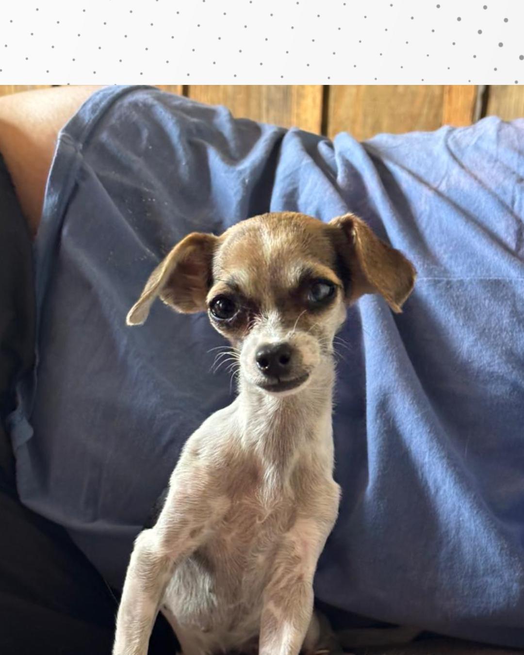 Família pede ajuda para encontrar cachorrinha Olivia