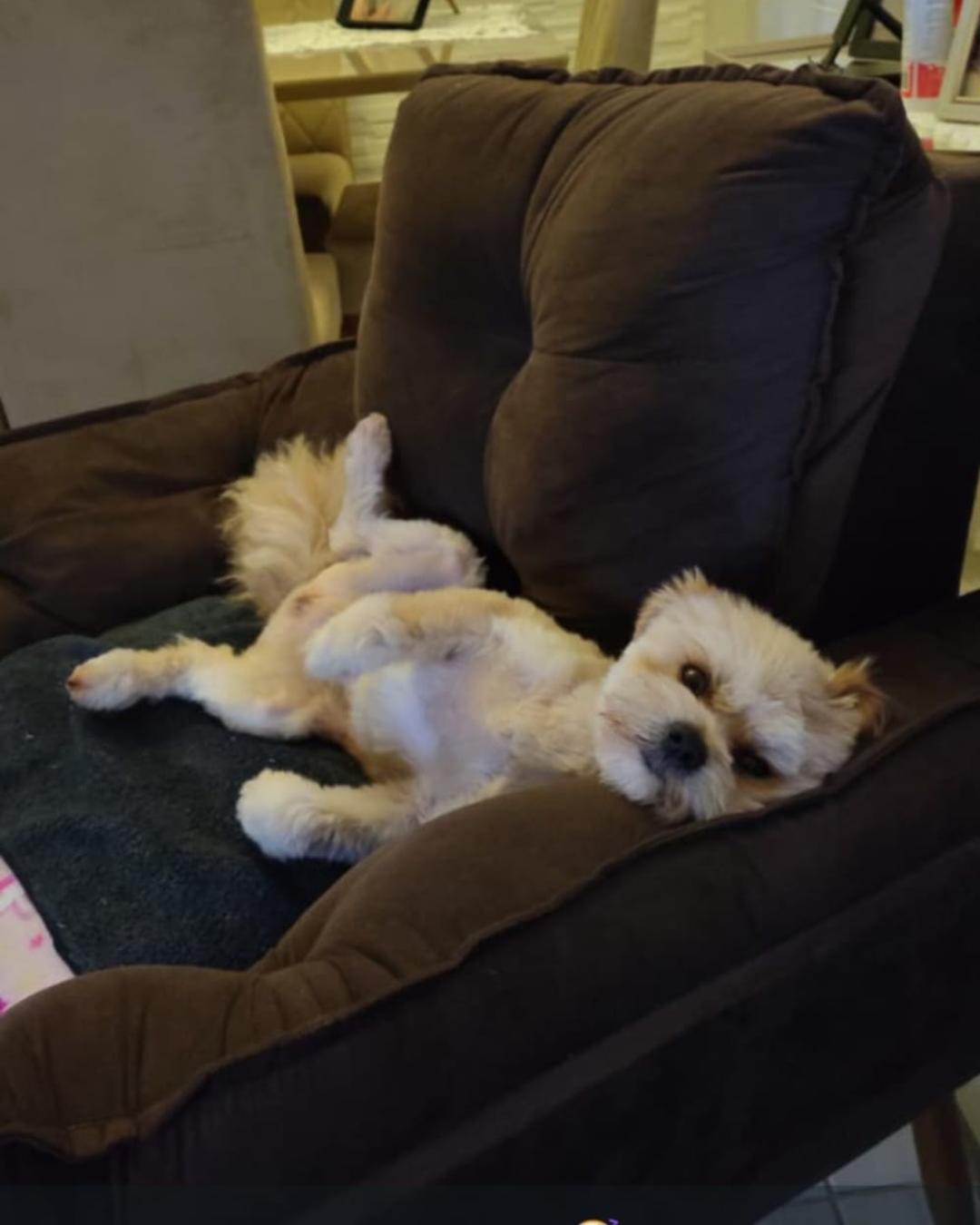 Família pede ajuda para encontrar cachorrinho Tino