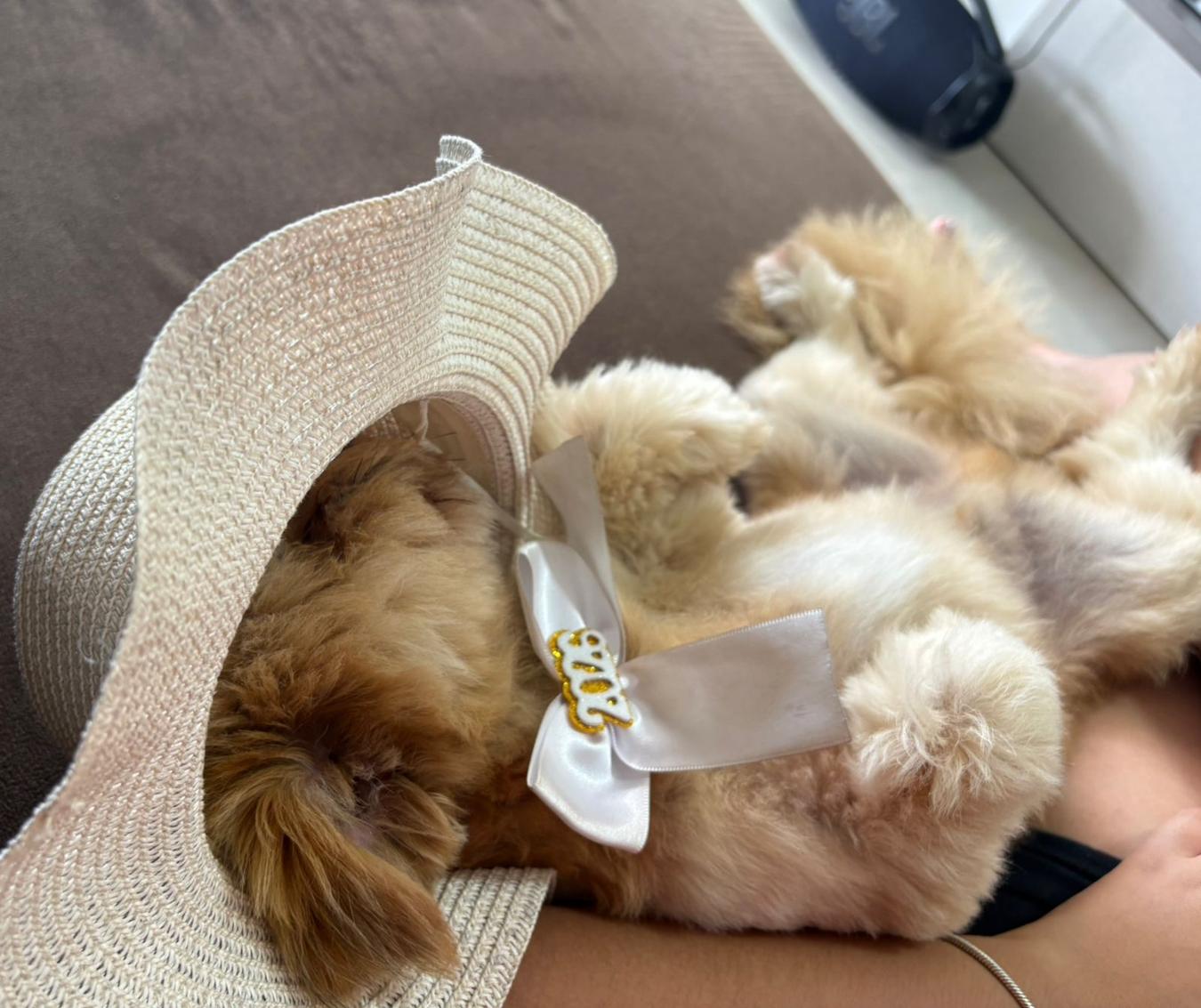 Família pede ajuda para encontrar cachorrinho Tino