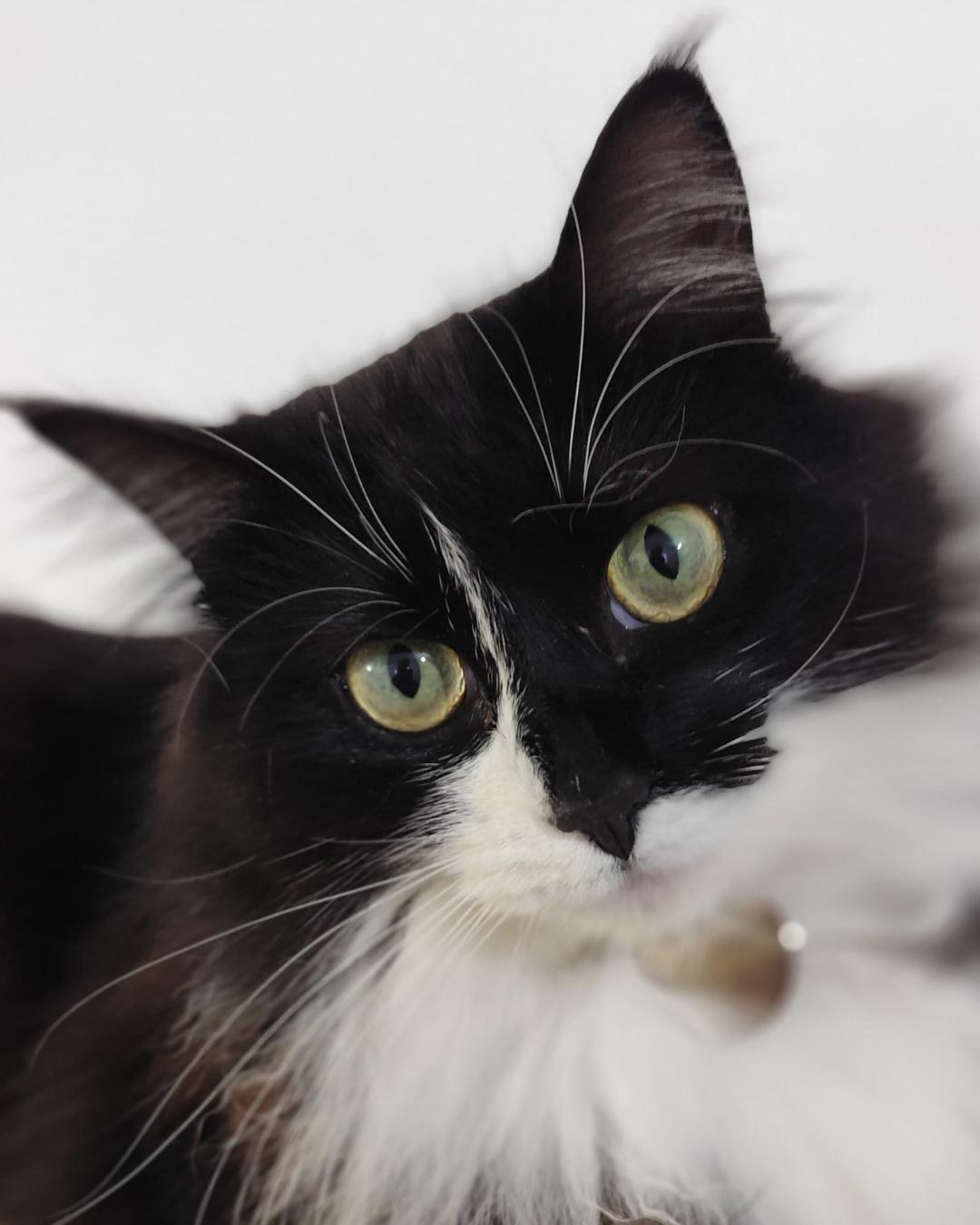 Família pede ajuda para encontrar gatinha desaparecida no Porto das Laranjeiras