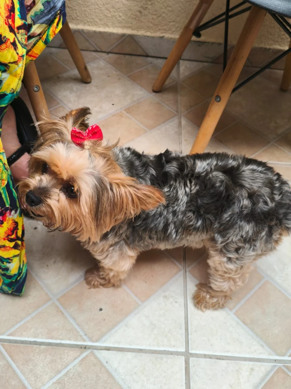 Casal pede ajuda para achar a cachorrinha Bella