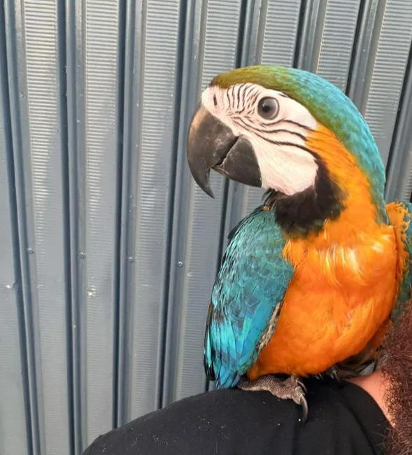 Moradora do Campina da Barra pede ajuda para encontrar arara Blue