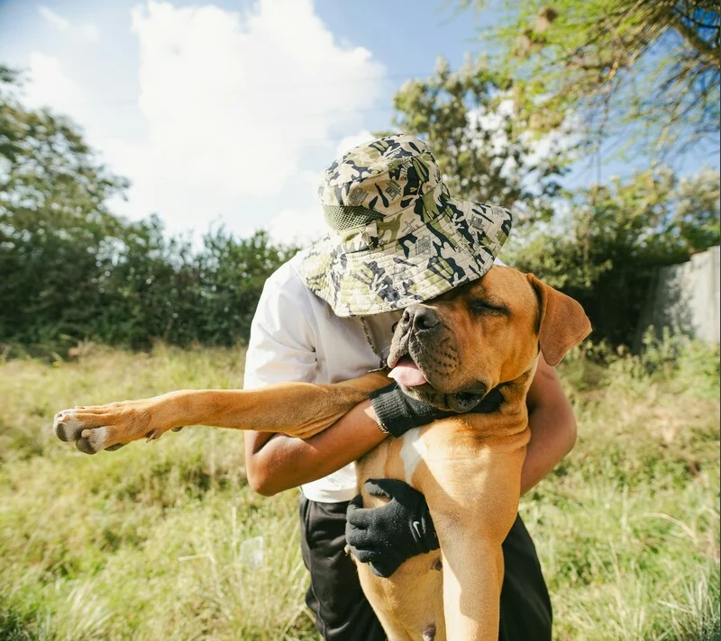 Mais de 80% dos animais domésticos no Brasil foram adotados