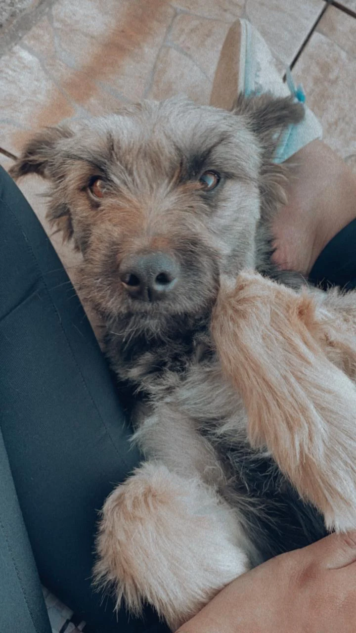 Ajude a encontrar Kiara, cachorrinha desapareceu após se assustar com os fogos