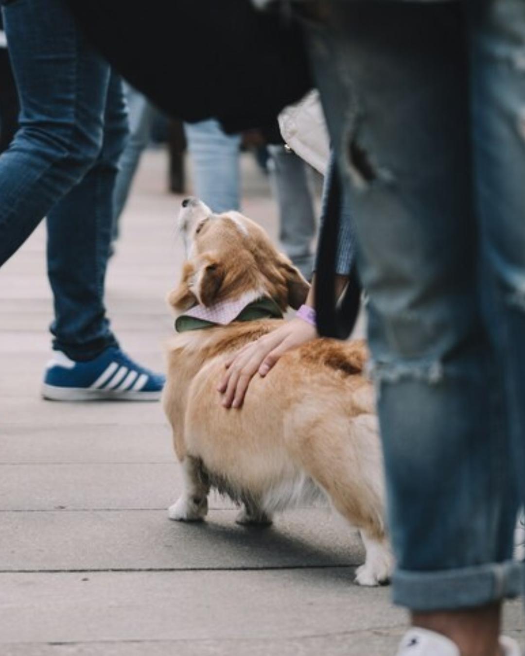 Mais de 80% dos animais domésticos no Brasil foram adotados