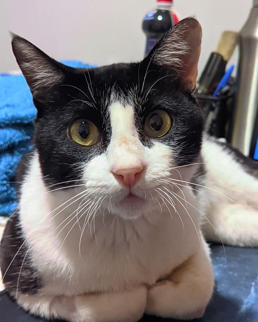 Morador está doando gatinho que resgatou em novembro