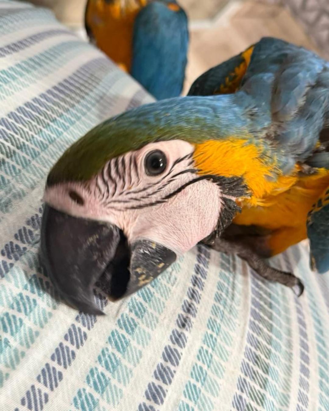 Moradora do Campina da Barra pede ajuda para encontrar arara Blue