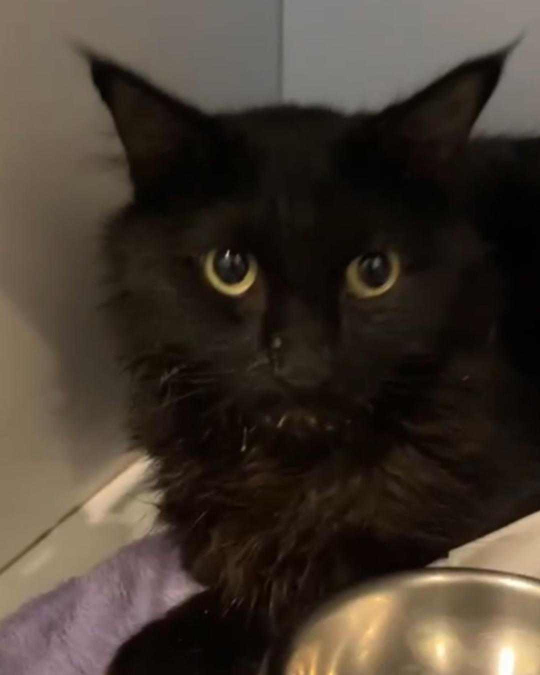 Moradora do Fazenda Velha realiza rifa para pagar tratamento do gatinho Salem