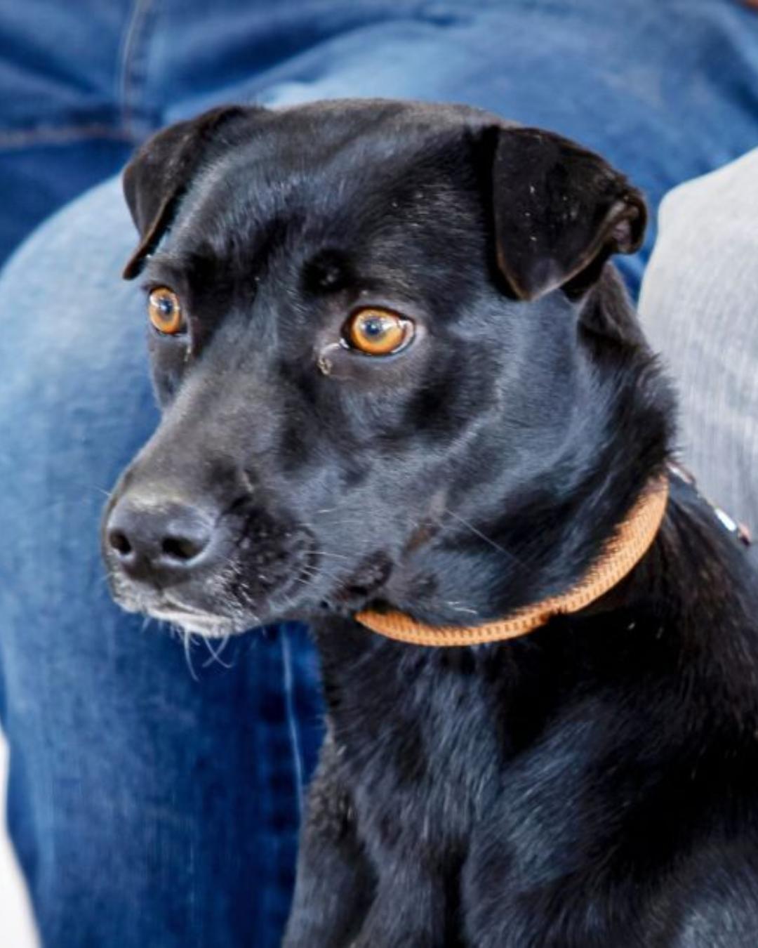 NP: Meio Ambiente promove mais uma rodada do mutirão de castrações