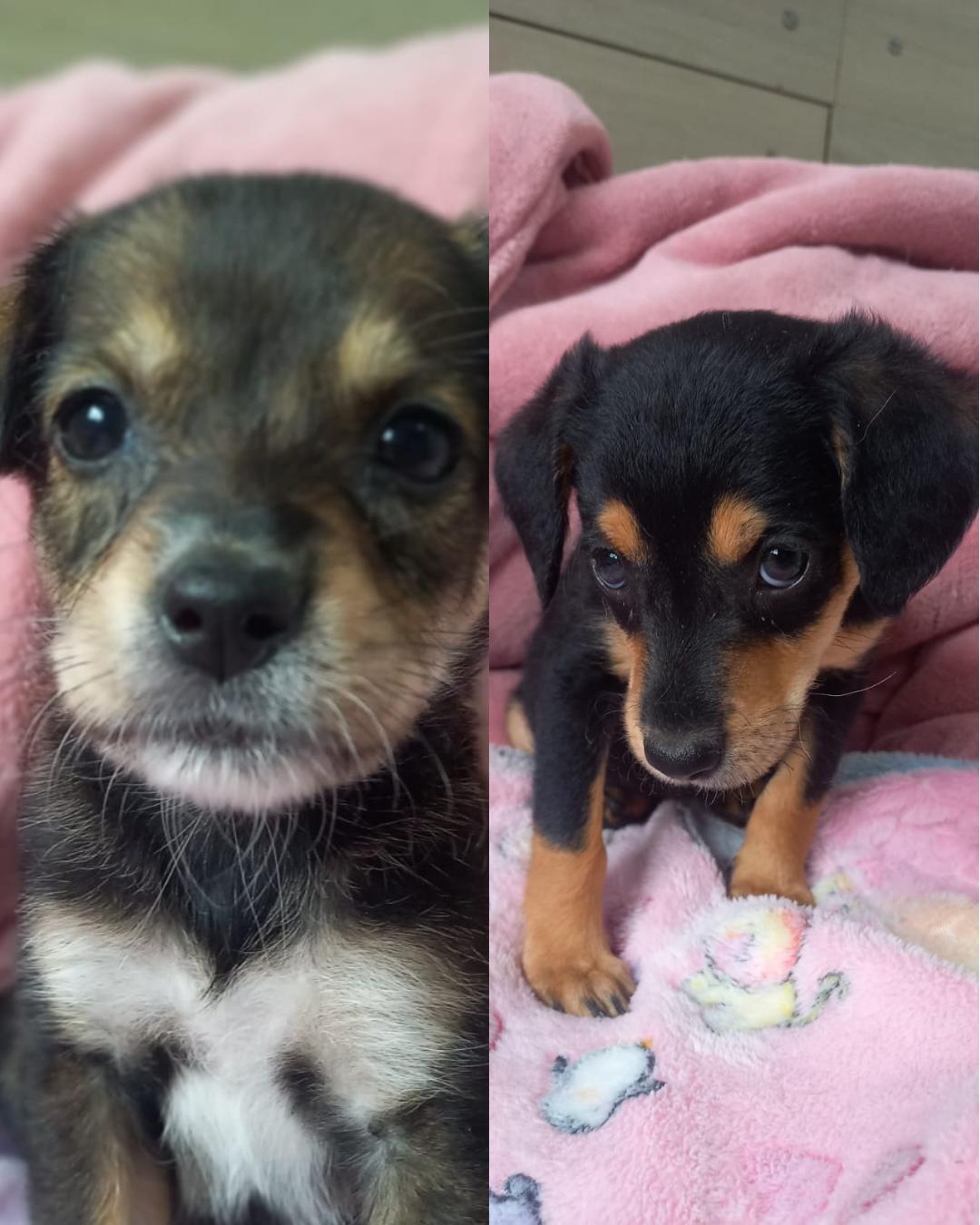 Protetoras realizam feira de adoção de animais e alguns cachorrinhos já estão à procura de um lar