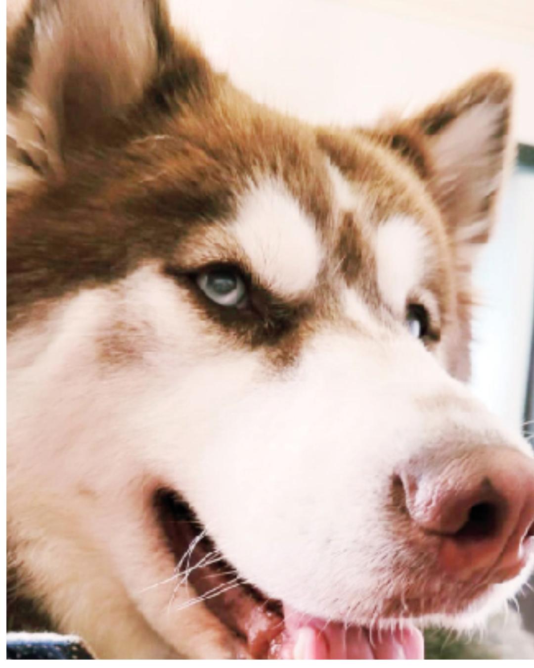 Quase 4 meses depois ,sumiço da cachorra Maya permanece sem solução