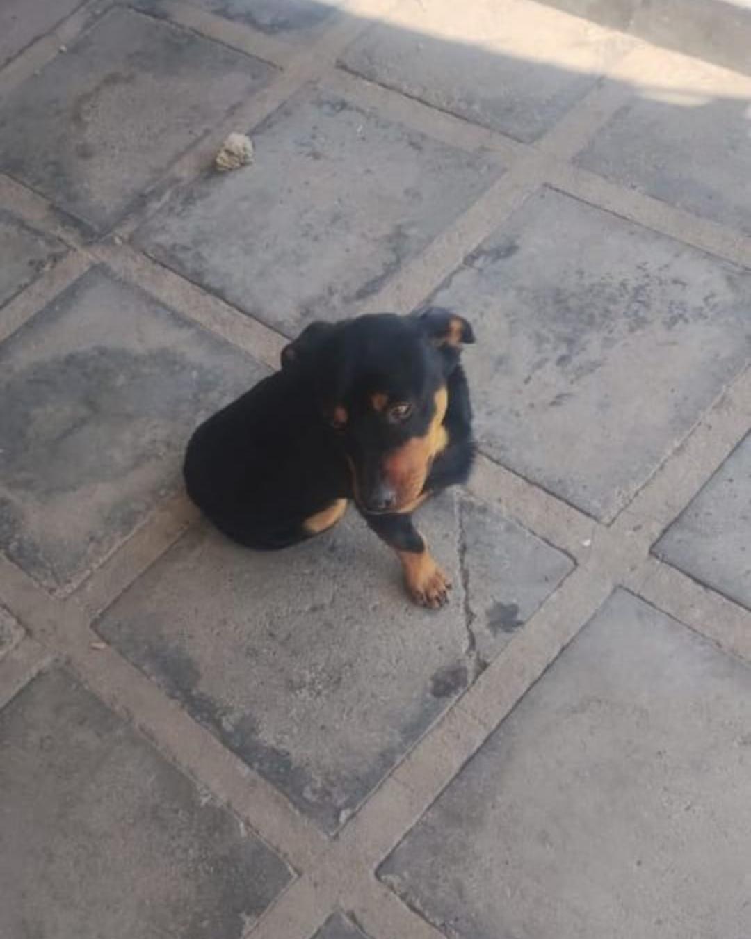 Família pede ajuda para encontrar cachorrinho desaparecido