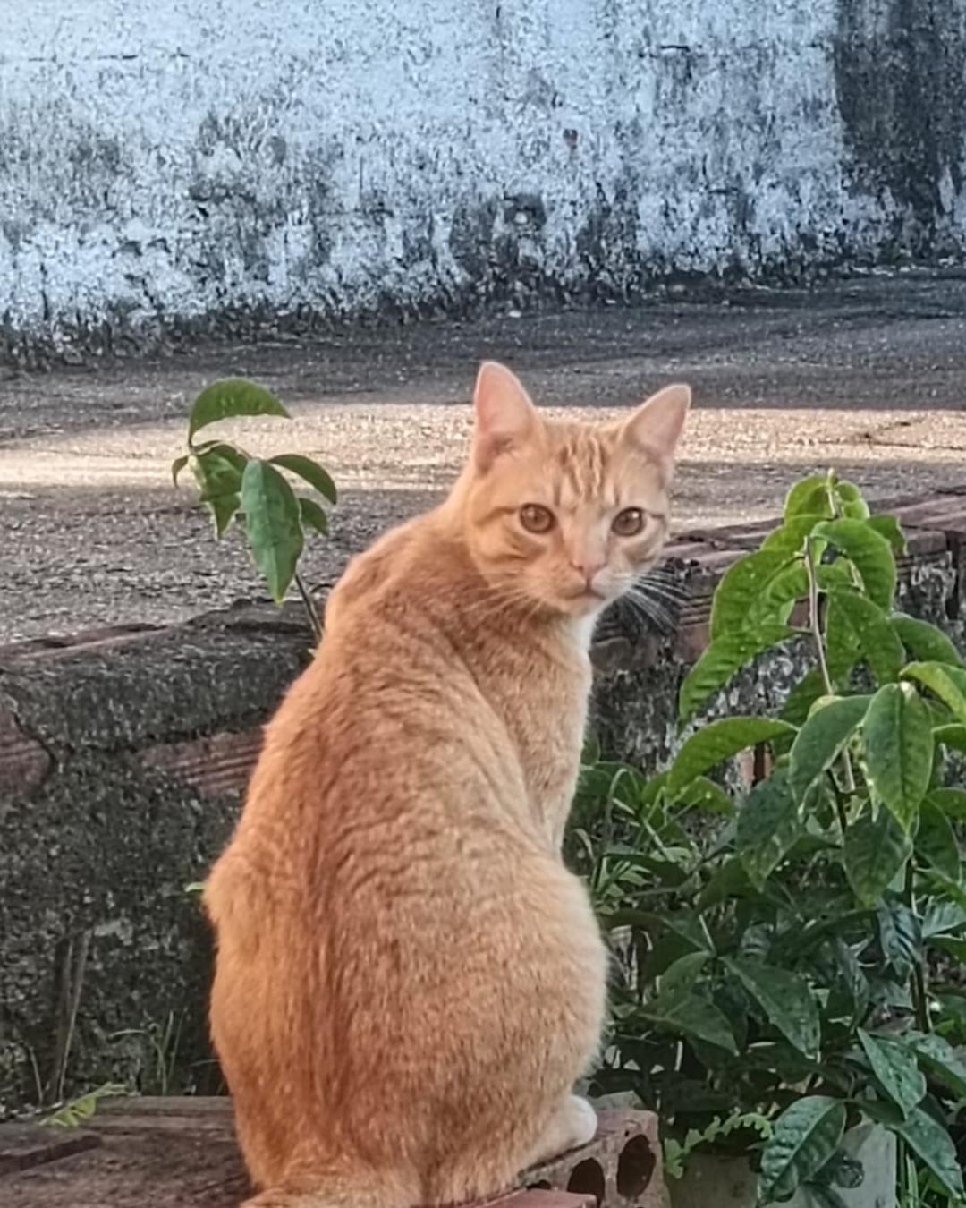Tutor pede ajuda para encontrar gatinho Naturo