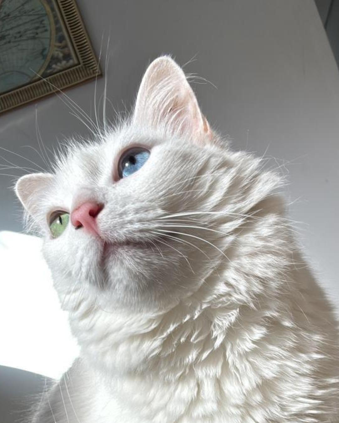 Tutora pede ajuda da população para encontrar gatinha Jade