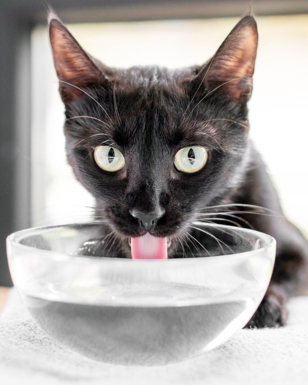 Veterinários orientam tutores sobre como evitar a desidratação dos pets