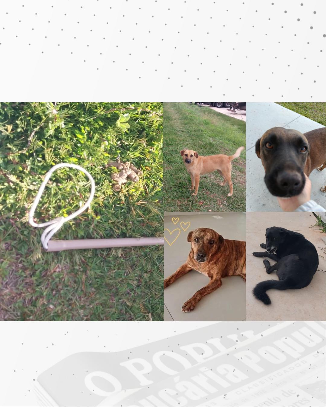 4 funcionários e um enforcador! Saiba como foi a operação montada pelo Mercado Livre para “dar sumiço” nos cães comunitários do CD