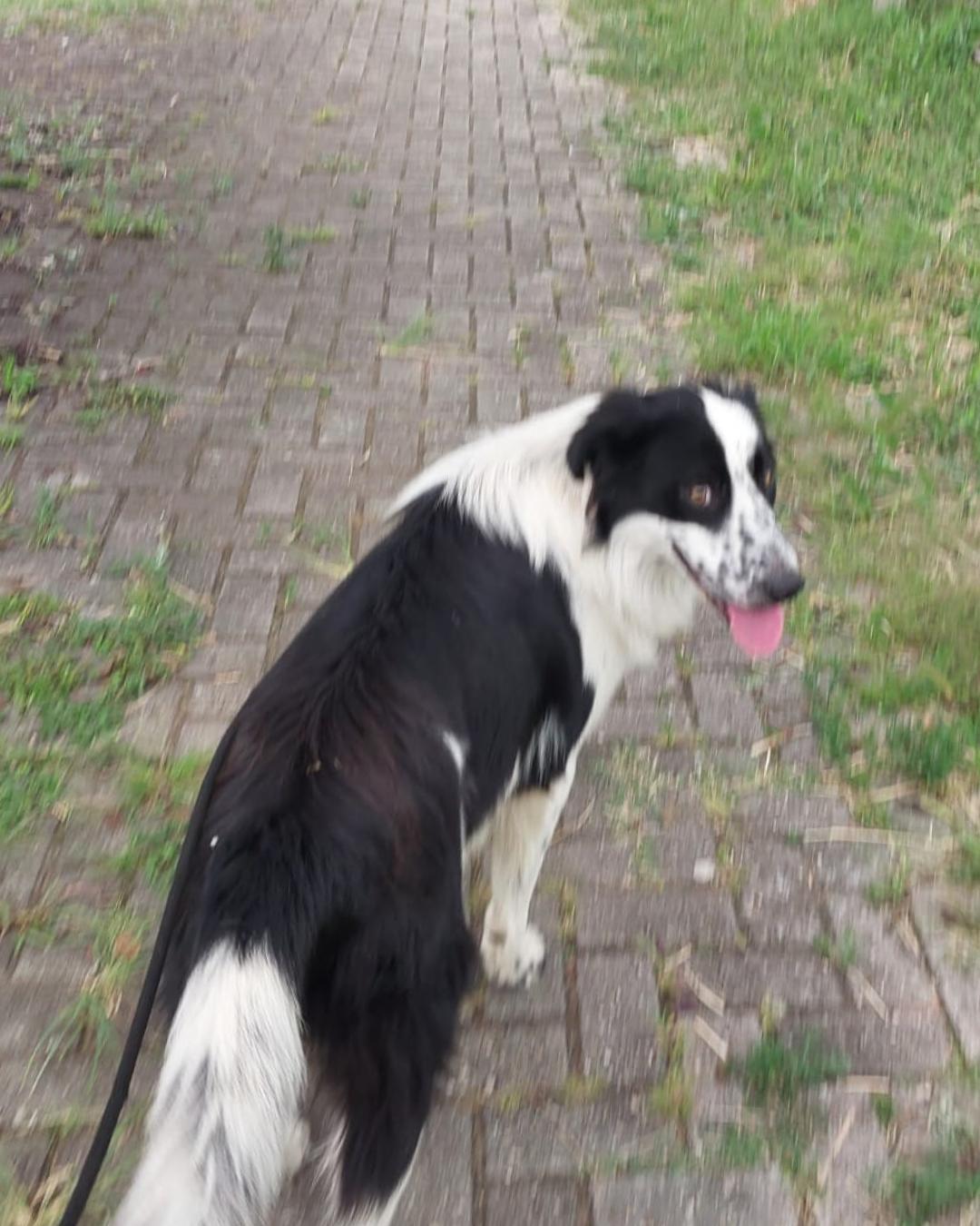 Ajude a encontrar o cachorrinho da raça border collie que desapareceu neste sábado (14)