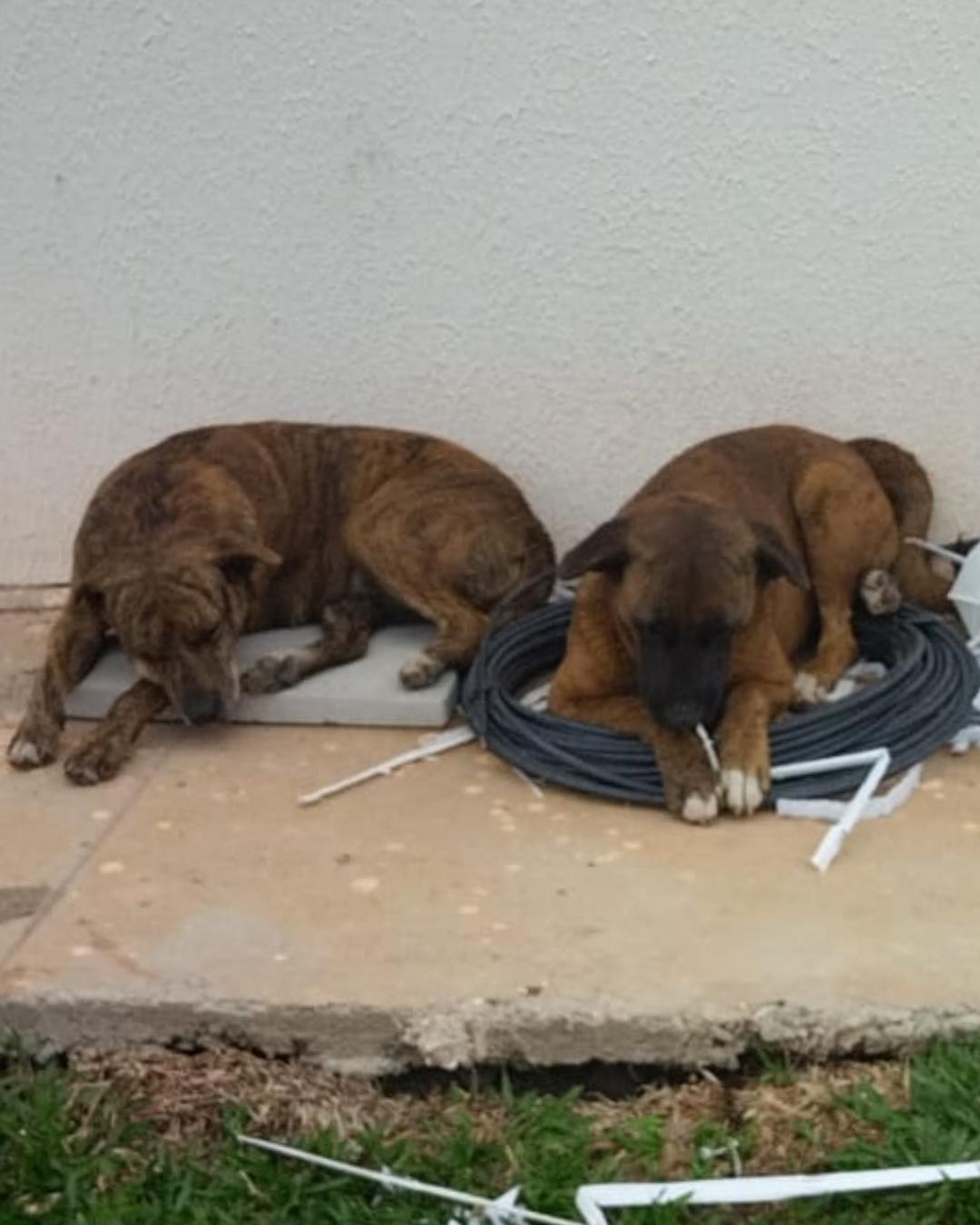 Alarme falso! Cachorra encontrada por empresa contratada pelo Mercado Livre não era nem Cara Preta e nem Rajada