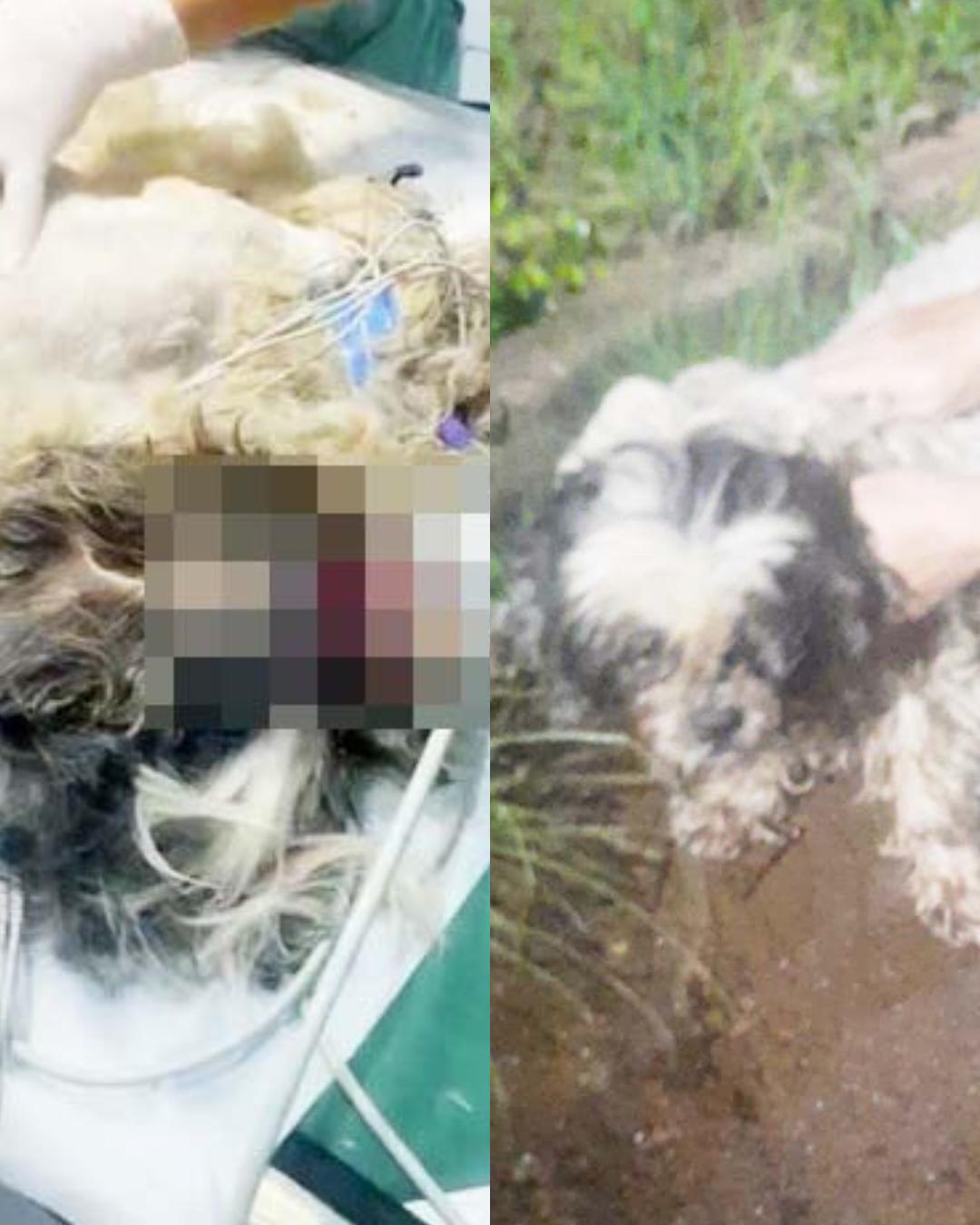 Cãozinho resgatado por moradora não resiste e comunidade fica indignada