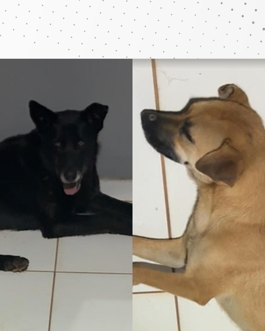 Dois dos quatro cães desaparecidos no Mercado Livre Araucária foram encontrados em Campo Largo