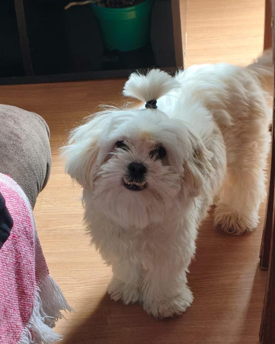 Família pede ajuda para encontrar cachorrinha desaparecida no Campina da Barra