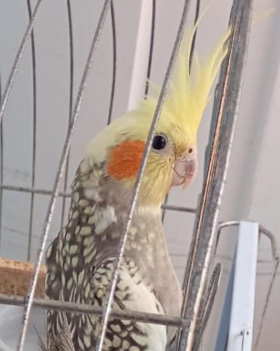 Família pede ajuda para encontrar calopsita que desapareceu no Fazenda Velha